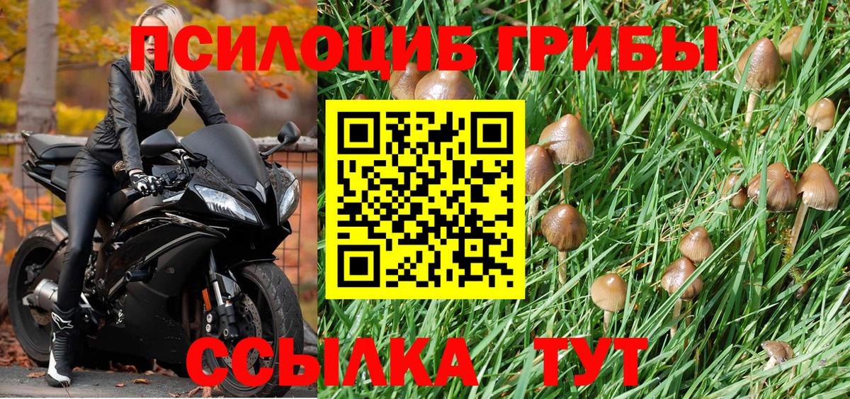 Алатырь  Галлюциногенные грибы Psilocybe  Вход с VPN 